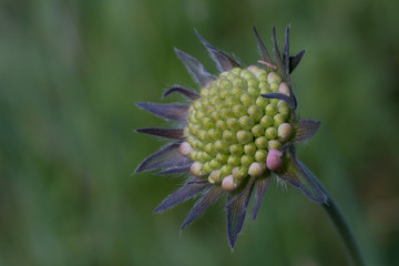 Green flower