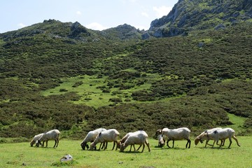 lagos de covadonga