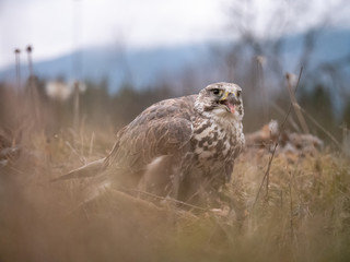 Saker falcon (Falco cherrug) sitting on hunted pheasant. Saker falcon hunting. Saker falcon portrait. Saker falcon and pheasant. 
