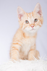 Maine Coon kitten (so cute!) 
