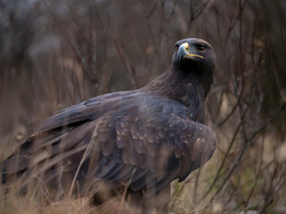 Golden eagle (Aquila chrysaetos) on the ground. Golden eagle portrait. Golden eagle sitting on ground.