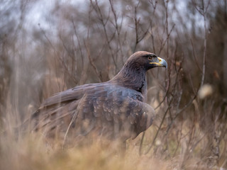 Golden eagle (Aquila chrysaetos) on the ground. Golden eagle portrait. Golden eagle sitting on ground.