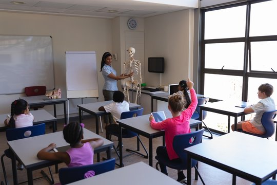 Female teacher explaining skeleton parts to schoolkids in