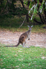 Australian Kangaroo standing upright with long tail on ground