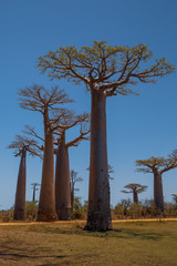 Plakat Beautiful Baobab trees at sunset at the avenue of the baobabs in Madagascar