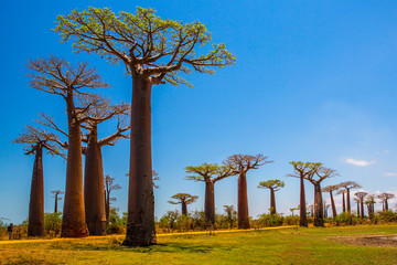 Beautiful Baobab trees at sunset at the avenue of the baobabs in Madagascar - obrazy, fototapety, plakaty