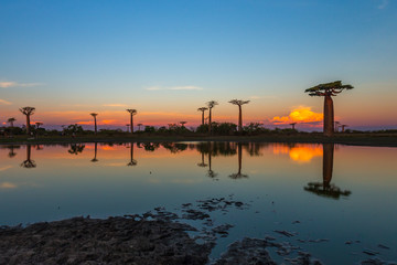 Beautiful Baobab trees at sunset at the avenue of the baobabs in Madagascar