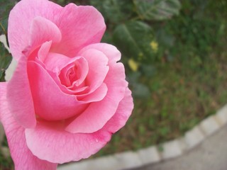 Rosa Rosa 02