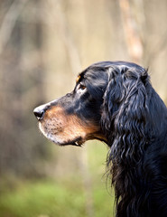 Dog breed  Setter Gordon portrait in profile on nature in the forest