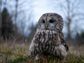 Tawny owl (Strix aluco) portrait. Tawny owl sits on the edge of a forest. Tawny owl and evening background.