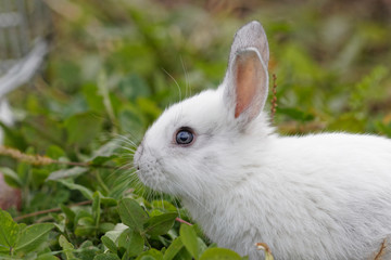 Baby Bunny in the grass
