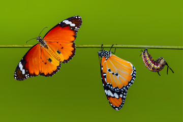 Amazing moment ,Monarch butterfly and caterpillar and chrysalis
