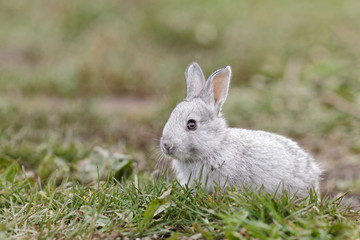 Baby Bunny in the grass