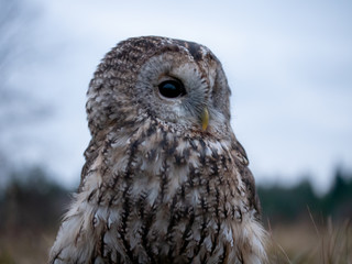 Tawny owl (Strix aluco) portrait. Tawny owl sits on the edge of a forest. Tawny owl and evening background.