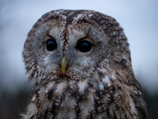 Tawny owl (Strix aluco) portrait. Tawny owl sits on the edge of a forest. Tawny owl and evening background.