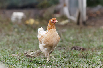 Chicken on the farm