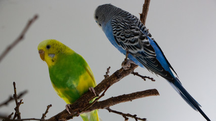 The male budgerigar sits on a tree branch and eats the bark of a tree