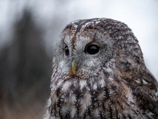 Tawny owl (Strix aluco) portrait. Tawny owl sits on the edge of a forest. Tawny owl and evening...