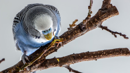 Naklejka premium The male budgerigar sits on a tree branch and eats the bark of a tree