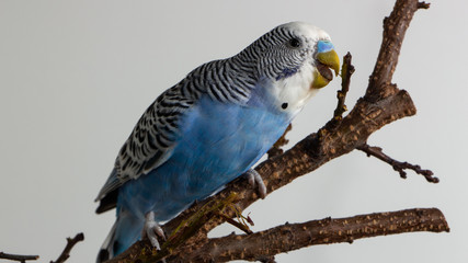The male budgerigar sits on a tree branch and eats the bark of a tree