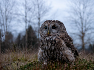 Tawny owl (Strix aluco) portrait. Tawny owl sits on the edge of a forest. Tawny owl and evening background.