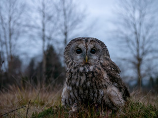 Tawny owl (Strix aluco) portrait. Tawny owl sits on the edge of a forest. Tawny owl and evening background.