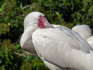 portrait of a african spoonbill, hides its beak in feathers, close up