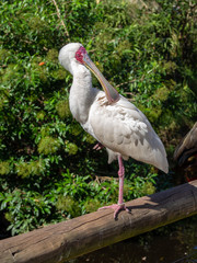 african spoonbill on a branch, close up