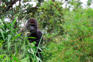 Silverback gorilla Peeking Around the Bush