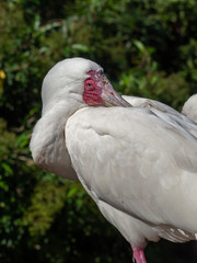 portrait of a african spoonbill, hides its beak in feathers, close up
