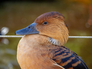 portrait of a duck, close up