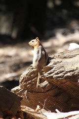 Chipmunk