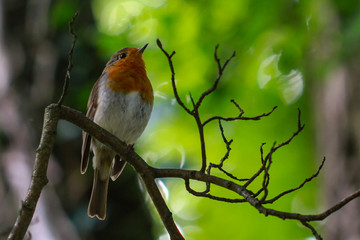Robins