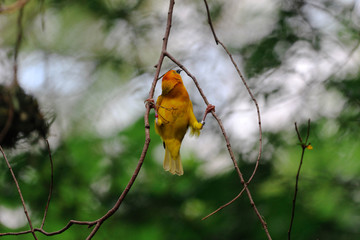 Taveta weaver / Yellow African Bird with a bokeh background