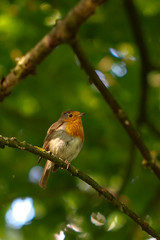 Robins