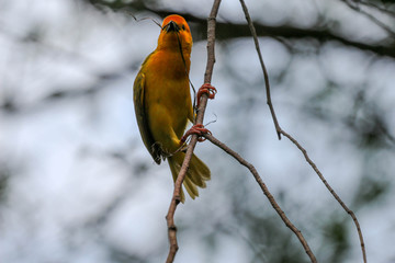 Taveta weaver / Yellow African Bird with a bokeh background