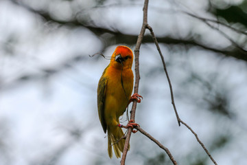 Taveta weaver Stick In Beak / Yellow African Bird with a bokeh background