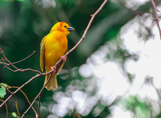 Taveta weaver / Yellow African Bird on a branch with a bokeh background