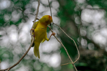 Taveta weaver / Yellow African Bird with a bokeh background