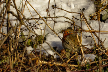 Robins