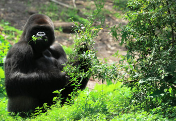 Silver back gorilla eating foliage 