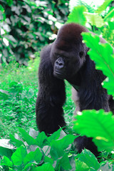 Silver Back Gorilla of Africa