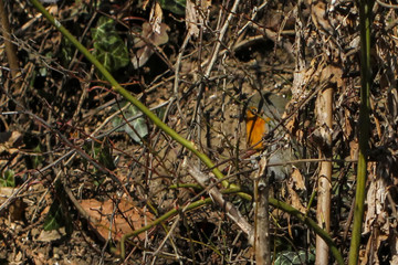 Robins