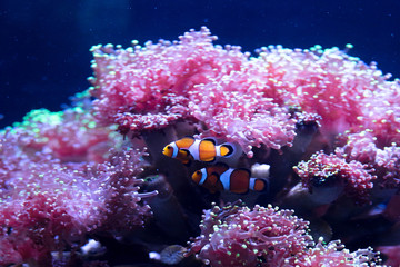 Fototapeta na wymiar Clown fish In an Anemone 