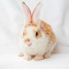 Red bunny rabbit portrait looking frontwise to viewer on white background