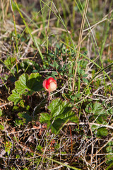 Cloudberry berry in natural habitat in the tundra on a clear sunny day
