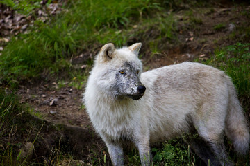 Obraz premium White Wolf