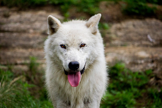 White Wolf Portrait