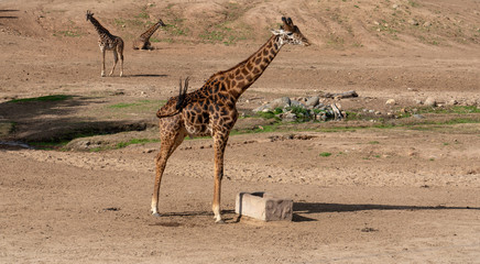 Three Giraffes 