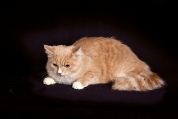 .Fluffy red and white striped siberian cat on black background